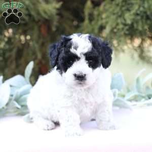 Josie, Bich-Poo Puppy